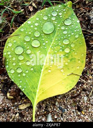 Grünes und gelbes Blatt mit Regentropfen auf dem Boden Stockfoto