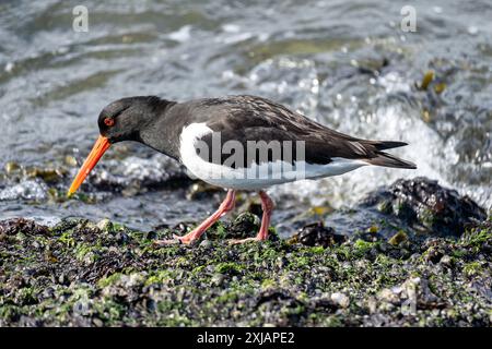 Eurasischer Austernfänger (Haematopus ostralegus) am Ufer der niederländischen Nordsee Stockfoto