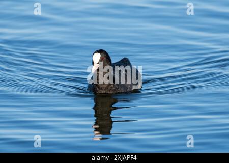 Eurasischer Huhn (Fulica atra) schwimmt auf einem See Stockfoto