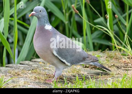 gemeinsamen Ringeltaube (Columba Palumbus) Stockfoto