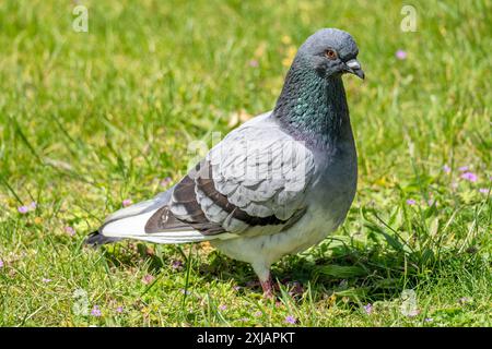 Steintaube (Columba Livia) auf der Wiese Stockfoto