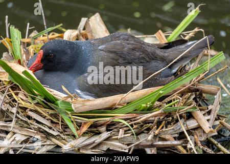 Die brütende gemeine Moorhe (Gallinula chloropus) im Nest Stockfoto