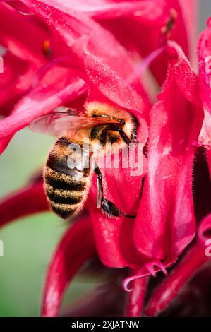 Honigbiene, die sich auf einer roten Bienenbalsam-Blume ernährt Stockfoto