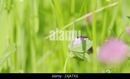 Makroansicht. Hummel sitzt auf einer Kleeblüte und sammelt Nektar von rosa Blüten. Draußen an einem sonnigen Sommertag. Stockfoto