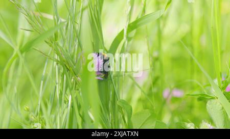 Makroansicht. Hummel sammelt Pollen auf rosa Kleeblüten. Hummel sammelt Honig von der Blume. Stockfoto