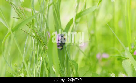 Makroansicht. Hummel und Rotklee. Hummel oder bombus hypnorum, isst Nektar auf einer Kleeblüte. Stockfoto