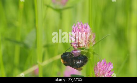 Makroansicht. Hummel sammelt Honig auf einer Kleeblüte. Die Biene sammelt im Sommer Nektar von einer Kleeblüte auf einer Wiese. Stockfoto