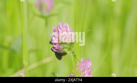 Makroansicht. Hummel sammelt Pollen auf rosa Kleeblüten. Hummel sammelt Honig von der Blume. Stockfoto