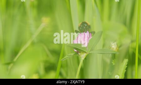 Makroansicht. Hummel sitzt auf einer Kleeblüte und sammelt Nektar von rosa Blüten. Draußen an einem sonnigen Sommertag. Stockfoto