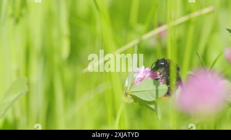 Makroansicht. Hummel sammelt Honig auf einer Kleeblüte. Die Biene sammelt im Sommer Nektar von einer Kleeblüte auf einer Wiese. Stockfoto