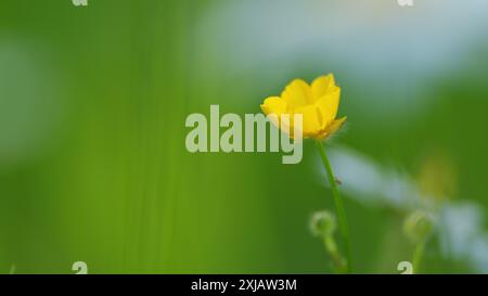 Nahaufnahme. Ranunkel antwortet im Wind. Wiesengelb Blumen Butterblumendickicht. Geringeres Spearkraut. Stockfoto