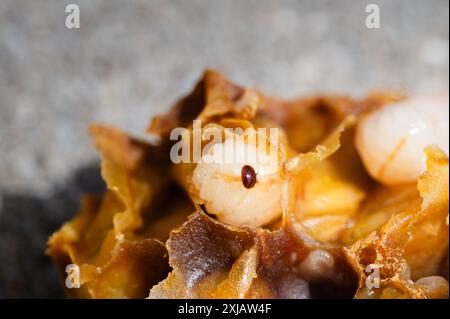 Varroa Milbe an einer Honigbienenlarve Stockfoto