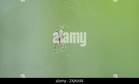 Nahaufnahme. Gartenspinne, Spinne mit einem Kreuz auf dem Rücken sitzt und lauert im Netz. Stockfoto