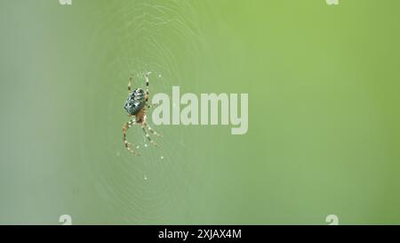 Nahaufnahme. Ein ganz besonderer Spinnenaraneus diadematus. Kreuzspinnenkorbweber in einem Gartennetz. Stockfoto