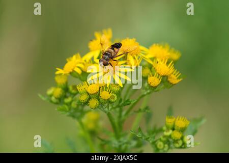 Eine schwebfliege (Blumenfliege, Syrphid, Helophilus pendulus), die sich an Ragkraut ernährt. (Senecio jacobaea). Stockfoto