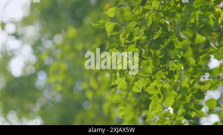 Bokeh. Frühherbsttag. Silberbirke, betula Pendelblätter mit etwas gelber Farbe. Stockfoto