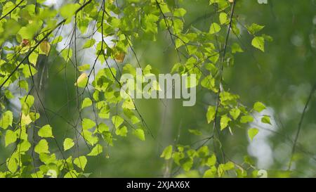 Bokeh. Frühherbsttag. Silberbirke, betula Pendelblätter mit etwas gelber Farbe. Stockfoto