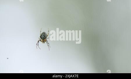 Nahaufnahme. Gewöhnliche Waldkreuzspinne, die im Netz sitzt. Gattung araneomorphe Spinnen der Orb-Web-Familie araneidae. Stockfoto