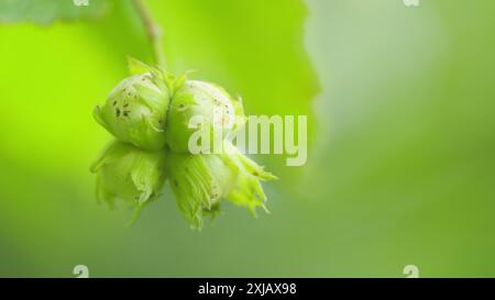 Zeitlupe. Haselnüsse in ihren Haufen und Blätter der gewöhnlichen Haselnussnuß. Haselnuss wächst auf einem Baum. Stockfoto