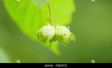 Zeitlupe. Haselnüsse in ihren Haufen und Blätter der gewöhnlichen Haselnussnuß. Haselnuss wächst auf einem Baum. Stockfoto