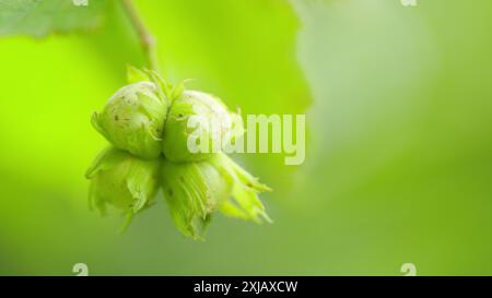 Zeitlupe. Haselnüsse in ihren Haufen und Blätter der gewöhnlichen Haselnussnuß. Haselnuss wächst auf einem Baum. Stockfoto