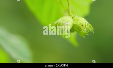 Zeitlupe. Haselnüsse in ihren Haufen und Blätter der gewöhnlichen Haselnussnuß. Haselnuss wächst auf einem Baum. Stockfoto