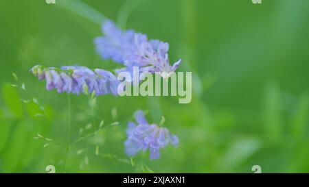 Getuftete Wicke. Violette Blume von getufteten Wicken oder vicia cracca. Nahaufnahme. Stockfoto