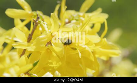 Makroansicht. Frühlingsgelbe Blumentapete. Blühender Forsythienzweig. Schöne Forsythien oder gelbe Glocken blühen. Stockfoto