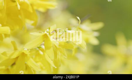 Geringe Schärfentiefe. Blühende gelbe Blüten von Forsythia im Frühlingsgarten Forsythia ist eine Gattung von Sträuchern und kleinen Bäumen der Olivenfamilie. Stockfoto