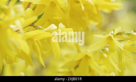 Nahaufnahme. Zur Familie der Olive forsythia. Zweige eines großen Busches gelber Blüten der Forsythienpflanze, bekannt als osterbaum. Stockfoto