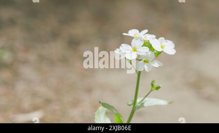 Zeitlupe. Kleine weiße Lobularia maritima Blüten mit vier Blütenblättern. Arabis alpina caucasica. Stockfoto