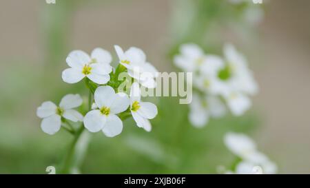 Zeitlupe. Weiße Blume alyssum oder Lobularia maritima. Arabis alpina caucasica weiße Blüten. Stockfoto