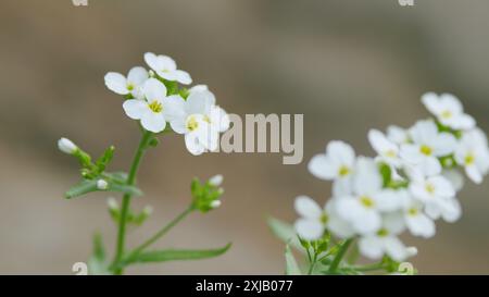 Makroansicht. Weiße Blüten arabis alpina caucasica. Lobularia maritima. Stockfoto