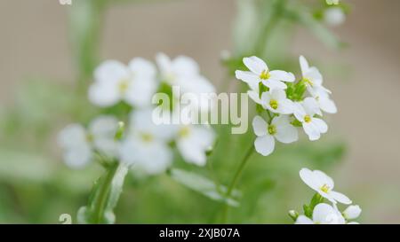 Zeitlupe. Weiße Blüten arabis alpina caucasica. Lobularia maritima. Stockfoto