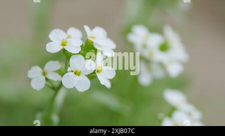 Zeitlupe. Kleine weiße Lobularia maritima Blüten mit vier Blütenblättern. Arabis alpina caucasica. Stockfoto