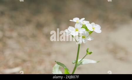 Schwenken. Weiße Blume alyssum oder Lobularia maritima. Arabis alpina caucasica weiße Blüten. Stockfoto