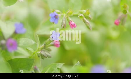 Nahaufnahme. Blüten des unfleckten Lungenkrauts. Pulmonaria obscura im Frühlingswald. Aus der Familie Boraginaceae. Stockfoto