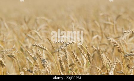 Rackfokus. Fruchtbares Jahr. Erntezeit. Weizenohren sind nicht gereift. Agrarkonzept. Stockfoto