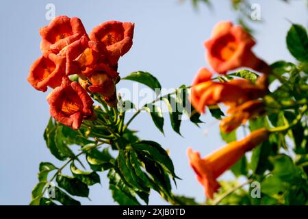 Campsis radicans trompetet Rebe Blumen im Juli Stockfoto