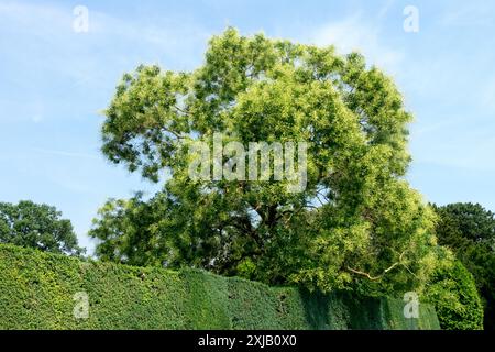 Japanischer Pagode Baum Sophora japonica Styphnolobium japonicum Stockfoto