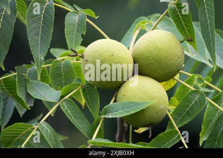 Juglans nigra, östliche schwarze Walnussfrüchte Reifen Stockfoto