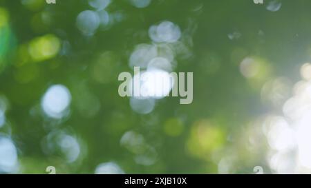 Unschärfe. Sommerzweige schwingen am sonnigen Morgen im Freien. Sommerkonzept abstrakter Natur verschwommener Hintergrund. Stockfoto