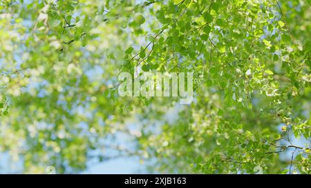 Zeitlupe. Birkenzweig mit hellen Blättern am Himmel. Ohrringe der Birkeninfloreszenz. Gesunder Lebensstil. Stockfoto