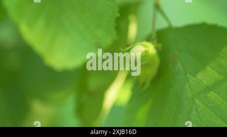 Zeitlupe. Haselnüsse in ihren Haufen und Blätter der gewöhnlichen Haselnussnuß. Haselnuss wächst auf einem Baum. Stockfoto