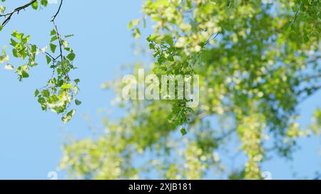 Zeitlupe. Birkenzweige mit frischen grünen Blättern und Samen. Birkenzweig, betula pendula. Sonniger Sommertag. Stockfoto