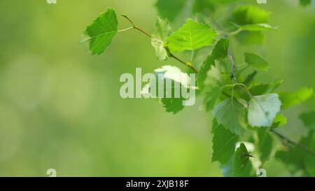 Unschärfe. Grüne Blätter, die von der Sonne beleuchtet werden. Bokeh Licht von der Sonne durch die Blätter. Umweltökologie oder Grün. Stockfoto