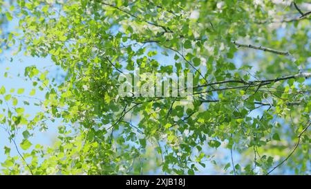 Zeitlupe. Europäische Weißbirke. Birkenzweig, mit grünen Blättern und herabhängenden Katzetten. Stockfoto