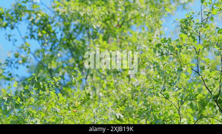 Zeitlupe. Junge Birkenblätter weben im Wind. Wunderschöne grüne, farbenfrohe malerische Landschaft. Stockfoto