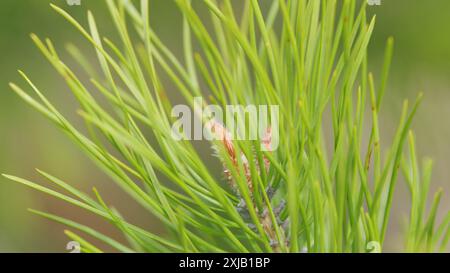 Nahaufnahme. Nadelbäume wachsen. Tannensprossen und Nadeln. Junge Kiefernäste im Wald. Stockfoto