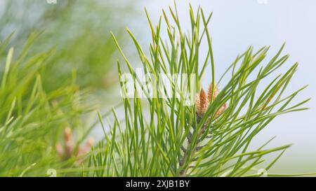 Nahaufnahme. Junge Kieferntriebe. Neue Frühlingsprossen von immergrüner Kiefer. Feder. Stockfoto